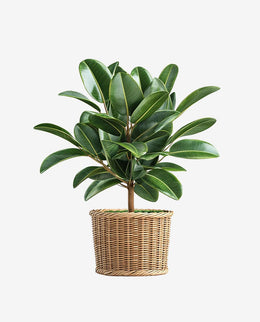 Durable Plastic Fiber Plant Pot for Indoor Decor