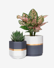 Mini Ceramic Flower Pot for Succulent Display