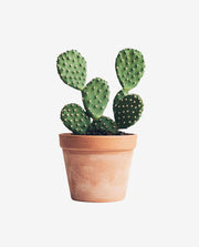 Solid Wood Plant Stand for Indoor Pot Display
