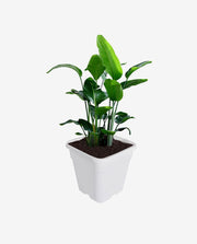 Small Decorative Mini Plant Pot for Home Decor