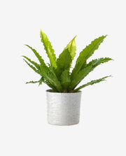 Vibrant Green Plant in Teal Pot for Home Decor